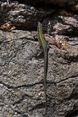 David Plant Photography - Wildlife Photography - Common wall lizard - E