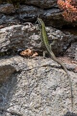 David Plant Photography - Wildlife Photography - Common wall lizard - F