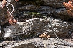 David Plant Photography - Wildlife Photography - Common wall lizard - G