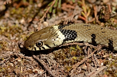 David Plant Photography - Wildlife Photography - Grass snake - B