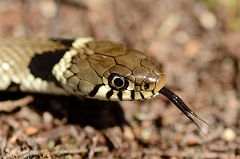 David Plant Photography - Wildlife Photography - Grass snake - C