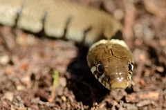 David Plant Photography - Wildlife Photography - Grass snake - D