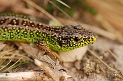David Plant Photography - Wildlife Photography - Sand lizard - C