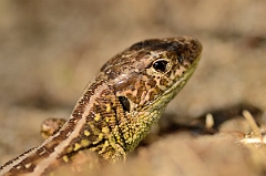 David Plant Photography - Wildlife Photography - Sand lizard - D