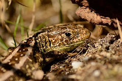 David Plant Photography - Wildlife Photography - Sand lizard - E