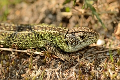 David Plant Photography - Wildlife Photography - Sand lizard - F