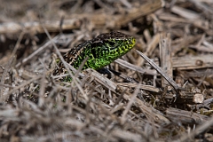 David Plant Photography - Wildlife Photography - Sand lizard - H