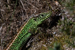 David Plant Photography - Wildlife Photography - Sand lizard - I