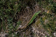 David Plant Photography - Wildlife Photography - Sand lizard - J
