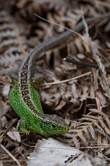 David Plant Photography - Wildlife Photography - Sand lizard - L