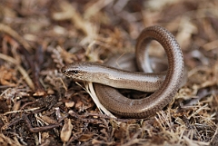David Plant Photography - Wildlife Photography - Slow worm - C