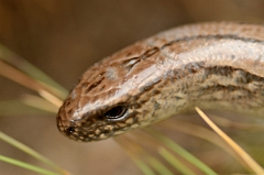 David Plant Photography - Wildlife Photography - Slow worm - D