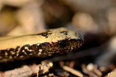 David Plant Photography - Wildlife Photography - Slow worm - F