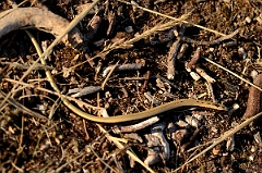 David Plant Photography - Wildlife Photography - Slow worm - G