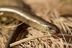 David Plant Photography - Wildlife Photography - Slow worm - H