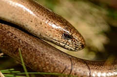David Plant Photography - Wildlife Photography - Slow worm - J