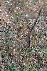David Plant Photography - Wildlife Photography - Slow worm - K