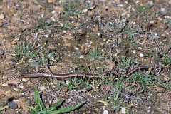 David Plant Photography - Wildlife Photography - Slow worm - L