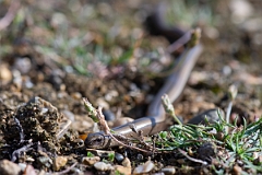 David Plant Photography - Wildlife Photography - Slow worm - O