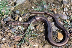 David Plant Photography - Wildlife Photography - Slow worm - P