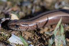 David Plant Photography - Wildlife Photography - Slow worm - Q