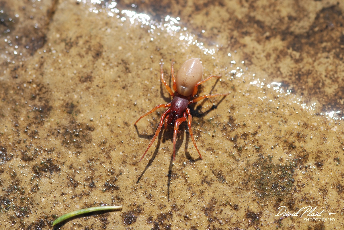 David Plant Photography - Wildlife Photographer - Dysdera crocota - A.JPG - Dysdera crocota - Cotswolds
