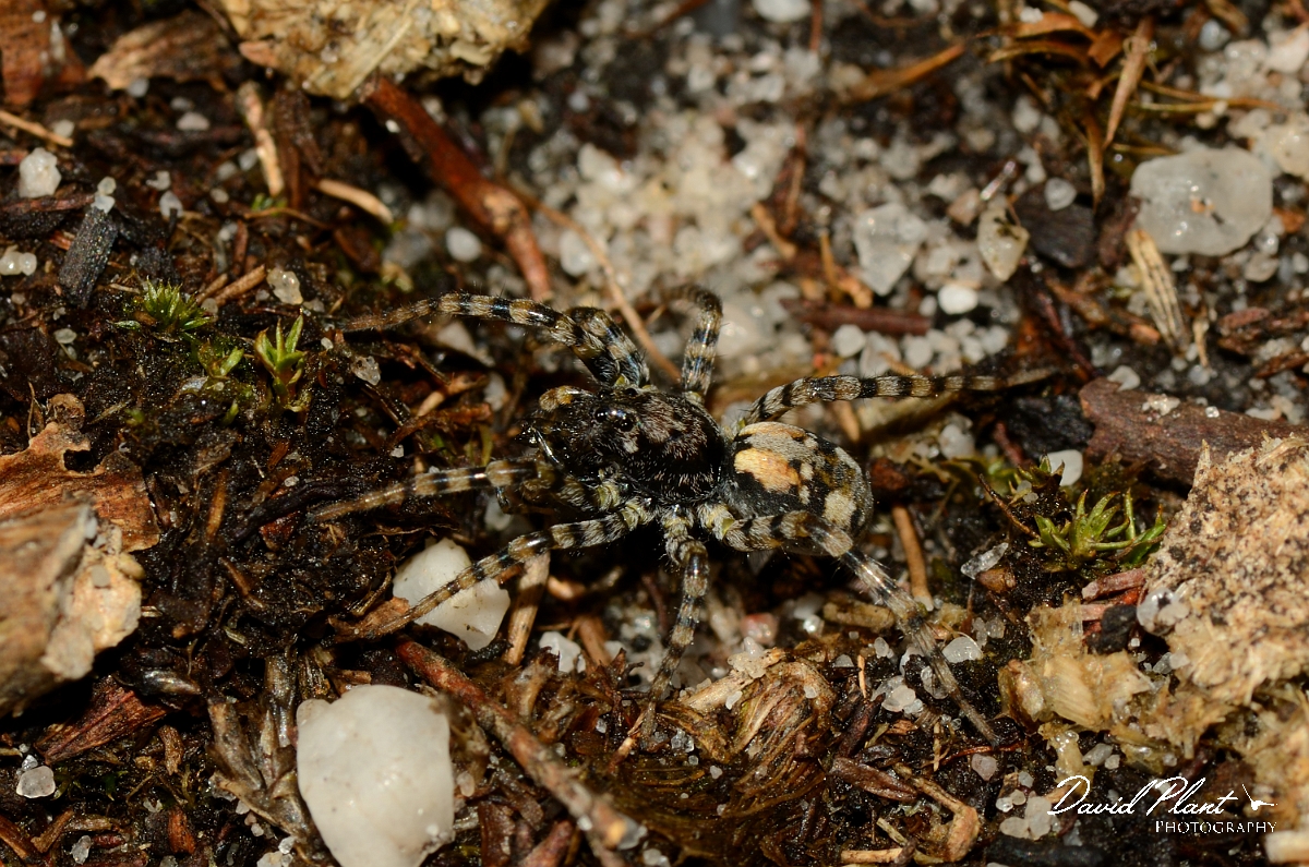 David Plant Photography - Wildlife Photography - Arctosa perita - A.jpg - Arctosa perita - Dorset