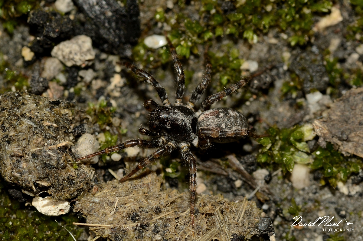David Plant Photography - Wildlife Photography - Arctosa perita - B.jpg - Arctosa perita - Dorset