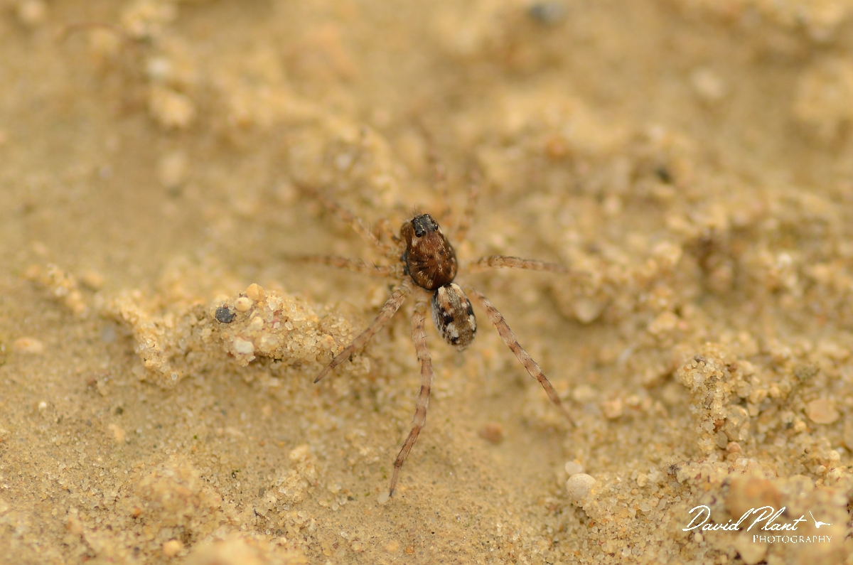 David Plant Photography - Wildlife Photography - Arctosa perita - C.jpg - Arctosa perita - Cambridgeshire