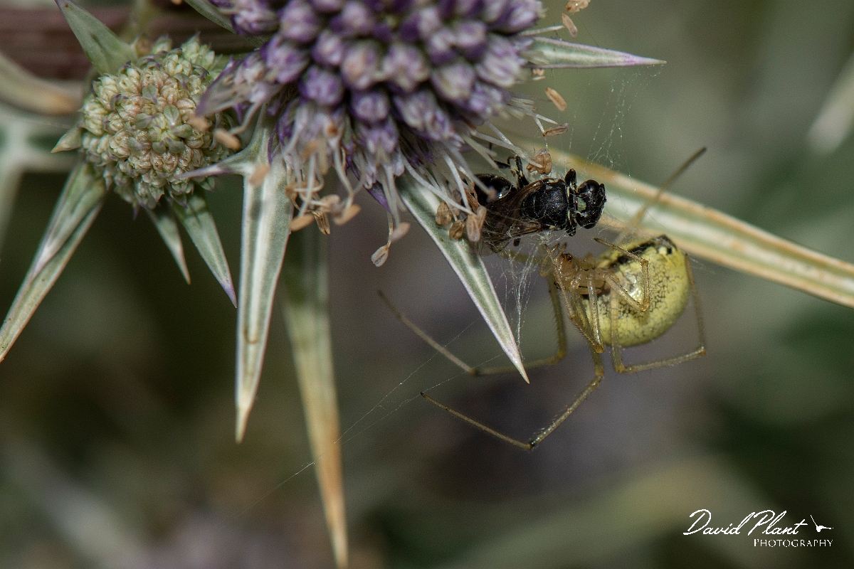 David Plant Photography - Wildlife Photography - Common candy-striped spider, Enoplognatha ovata - A.JPG - Common candy-striped spider, Enoplognatha ovata - Cotswolds