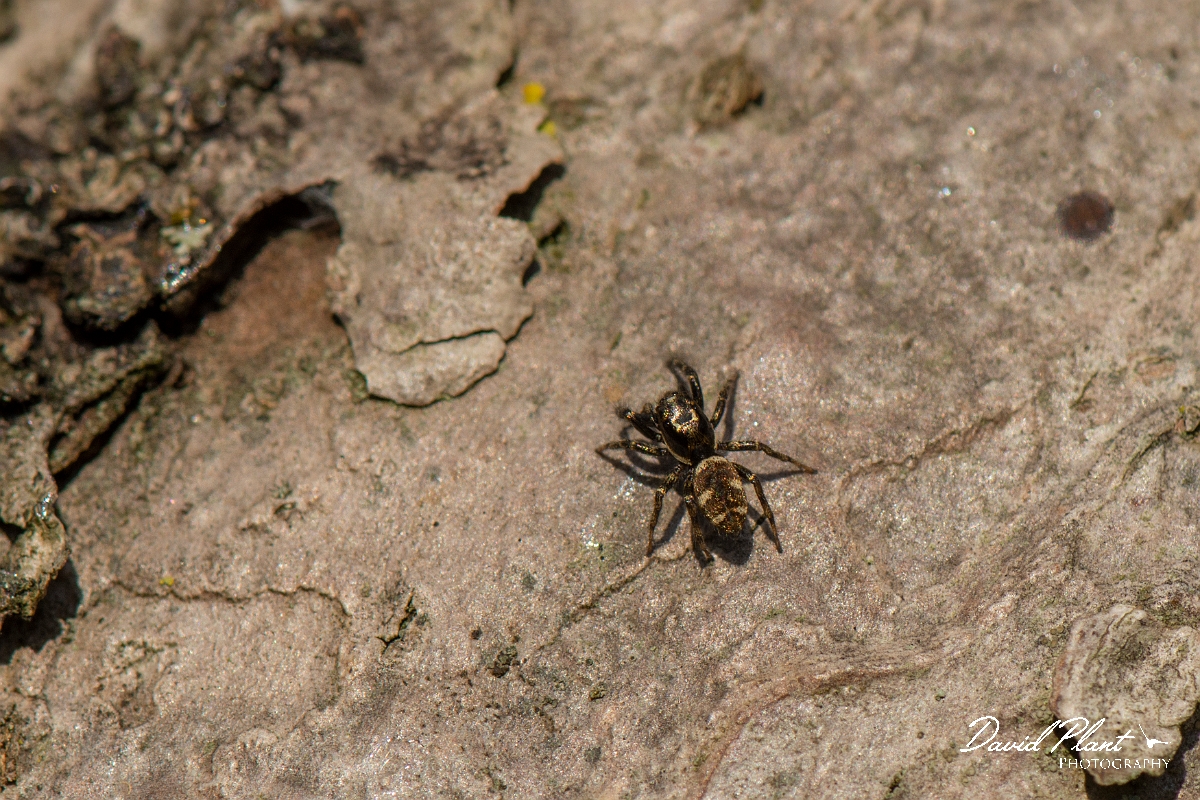 David Plant Photography - Wildlife Photography - Common zebra spider, Salticus scenicus - B.jpg - Common zebra spider, Salticus scenicus - Cotswolds