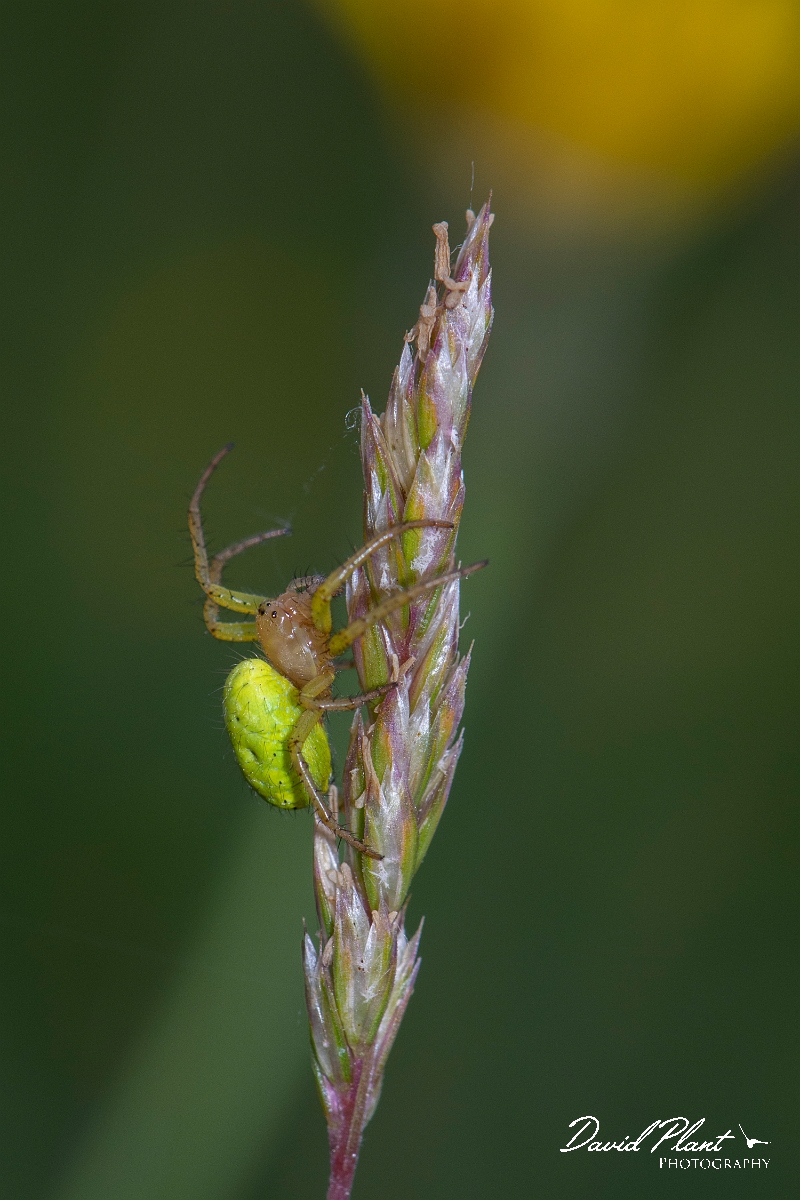 David Plant Photography - Wildlife Photography - Cucumber spider, Araniella opisthographa - A.jpg - Cucumber spider, Araniella opisthographa - Somerset