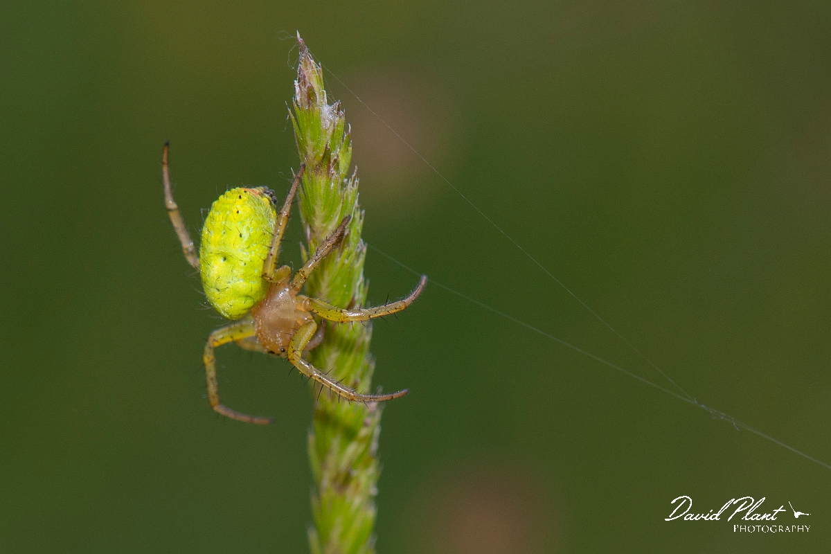 David Plant Photography - Wildlife Photography - Cucumber spider, Araniella opisthographa - C.jpg - Cucumber spider, Araniella opisthographa - Somerset