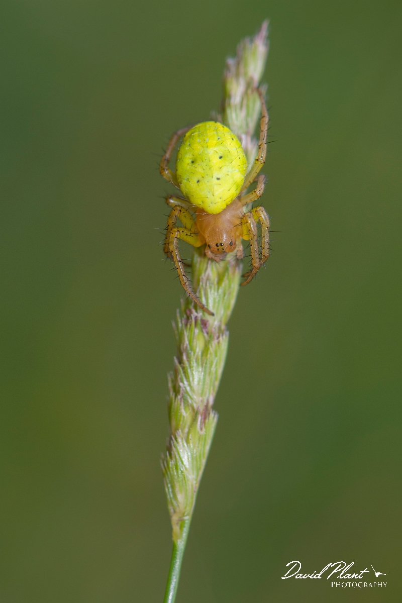 David Plant Photography - Wildlife Photography - Cucumber spider, Araniella opisthographa - D.jpg - Cucumber spider, Araniella opisthographa - Somerset