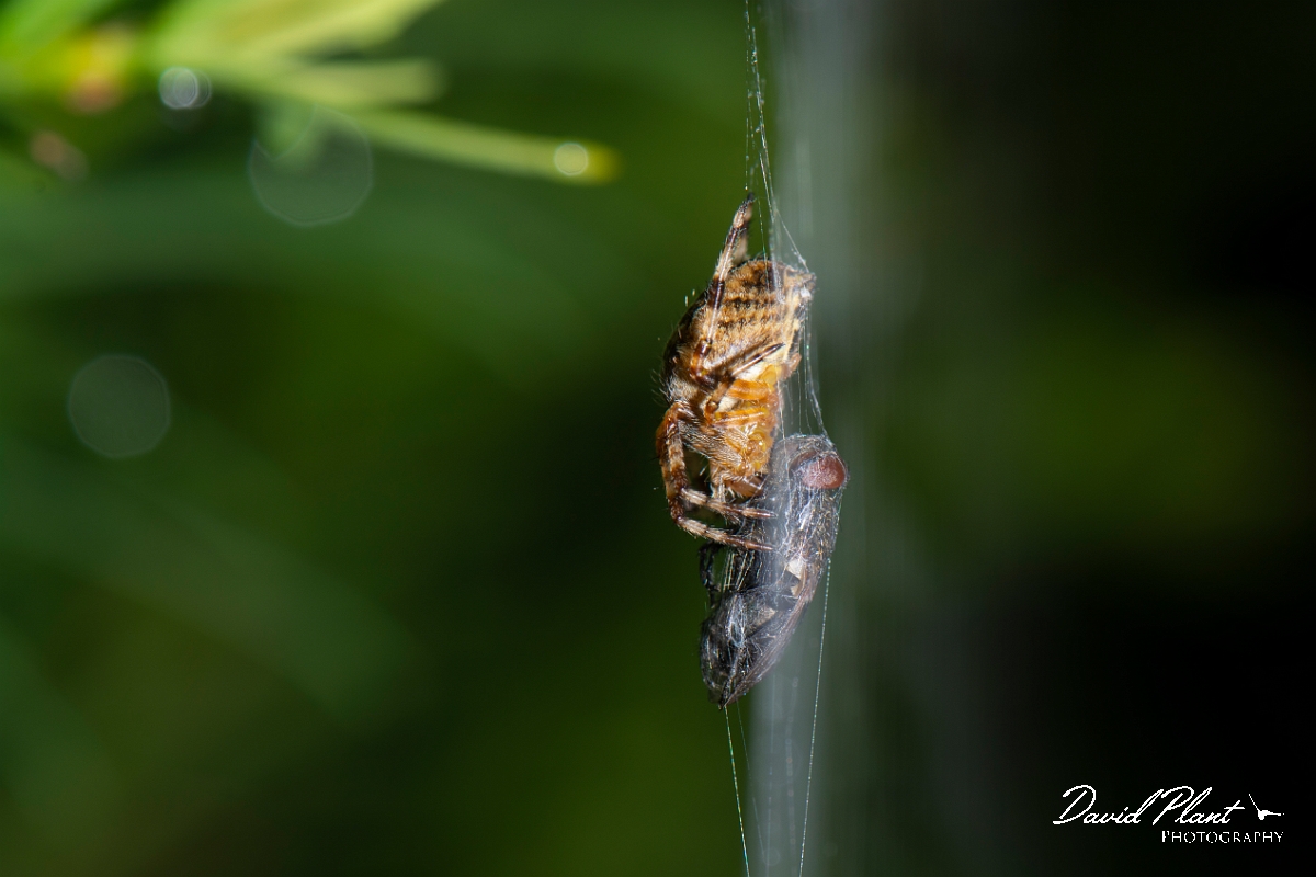 David Plant Photography - Wildlife Photography - European garden spider, Araneus diadematus - B.jpg - European garden spider, Araneus diadematus - Cotswolds
