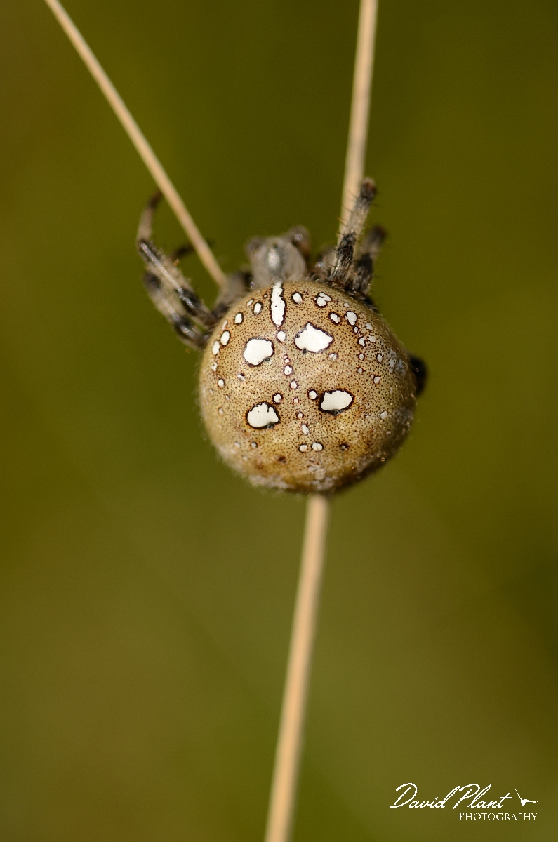 David Plant Photography - Wildlife Photography - Four-spot orb-weaver, Araneus quadratus - A.jpg - Four-spotted orb-weaver, Araneus quadratus - Cambridgeshire