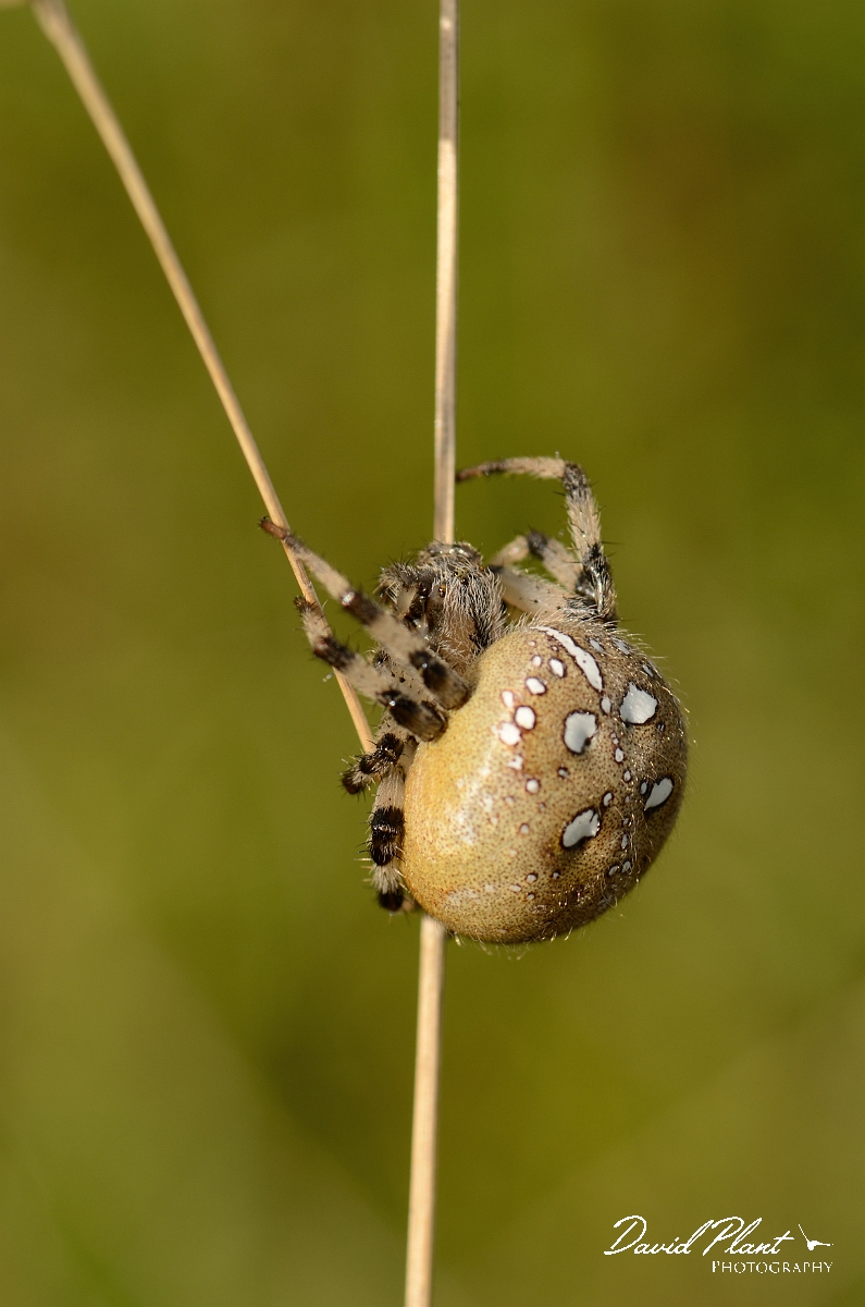 David Plant Photography - Wildlife Photography - Four-spot orb-weaver, Araneus quadratus - B.jpg - Four-spotted orb-weaver, Araneus quadratus - Cambridgeshire