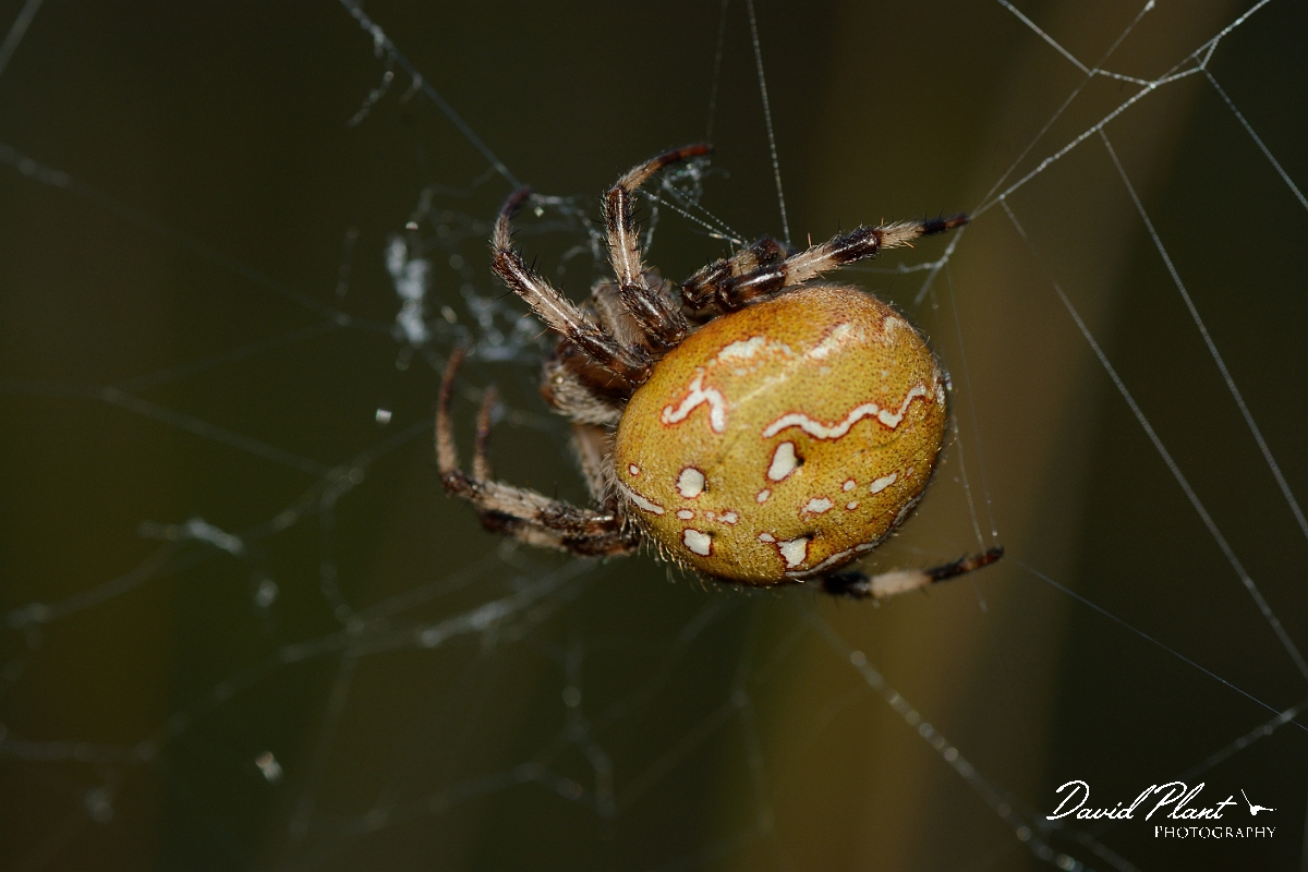 David Plant Photography - Wildlife Photography - Four-spot orb-weaver, Araneus quadratus - C.jpg - Four-spotted orb-weaver, Araneus quadratus - Dorset