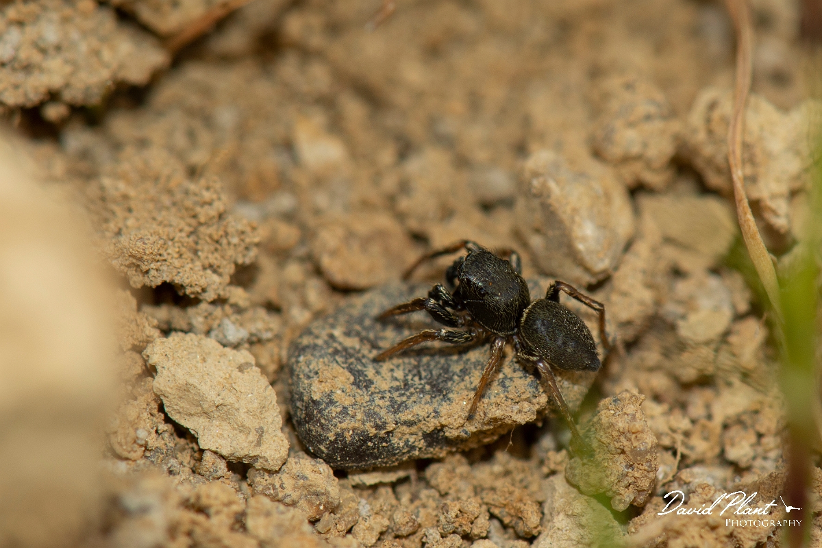 David Plant Photography - Wildlife Photography - Heliophanus cupreus - A.jpg - Heliophanus cupreus - Kent