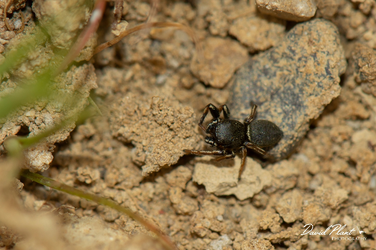 David Plant Photography - Wildlife Photography - Heliophanus cupreus - B.jpg - Heliophanus cupreus - Kent