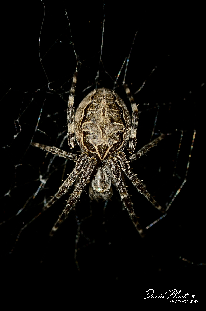 David Plant Photography - Wildlife Photography - Lariniodies cornutus - A.jpg - Lariniodies cornutus - Suffolk