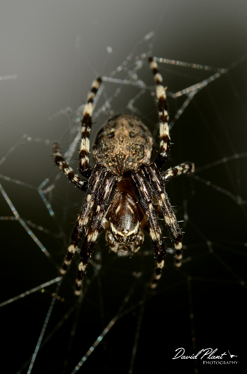 David Plant Photography - Wildlife Photography - Lariniodies cornutus - B.jpg - Lariniodies cornutus - Suffolk