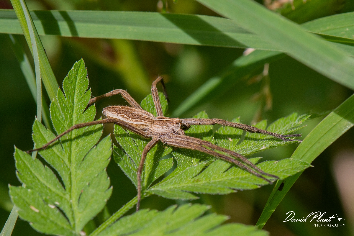 David Plant Photography - Wildlife Photography - Nurseryweb spider, Pisaura mirabilis - A.jpg - Nurseryweb spider, Pisaura mirabilis - Cambridgeshire