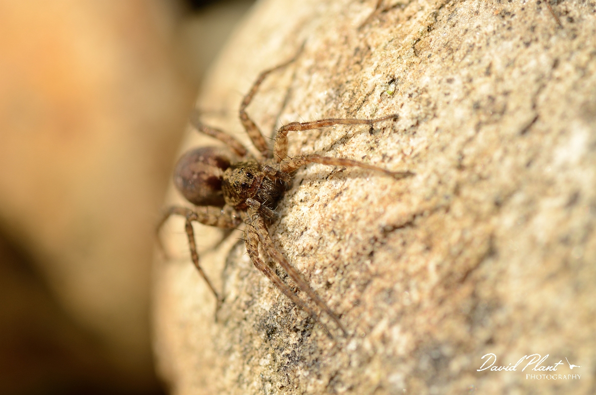 David Plant Photography - Wildlife Photography - Pardosa hortensis - A.jpg - Pardosa hortensis, female - Cotswolds