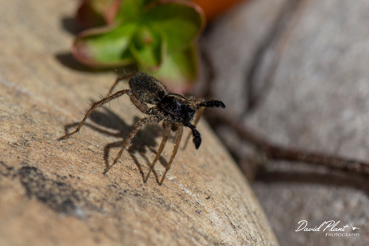 David Plant Photography - Wildlife Photography - Pardosa hortensis - C.JPG - Pardosa hortensis, male with palps raised - Cotswolds
