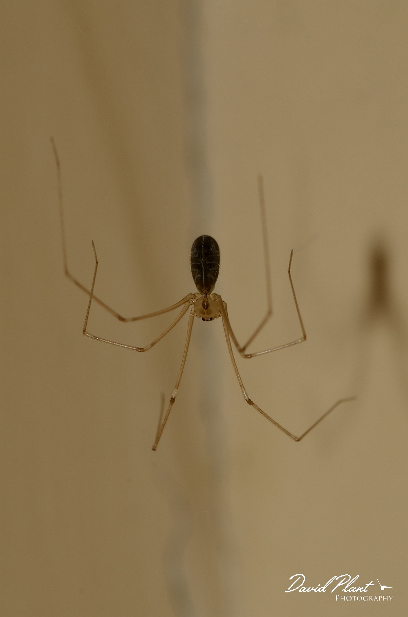 David Plant Photography - Wildlife Photography - Pholcus phalangioides - A.jpg - Pholcus phalangioides - Hertfordshire