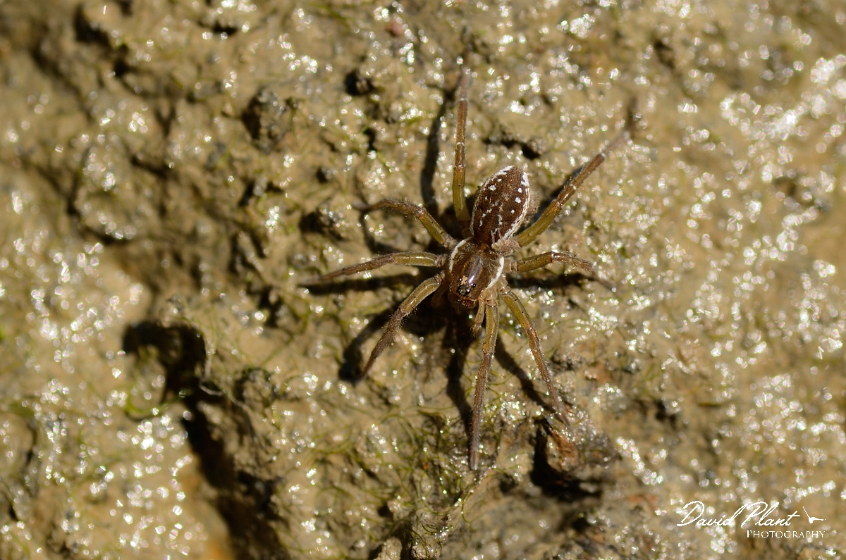 David Plant Photography - Wildlife Photography - Pirata piraticus - A.jpg - Pirata piraticus - Cambridgeshire