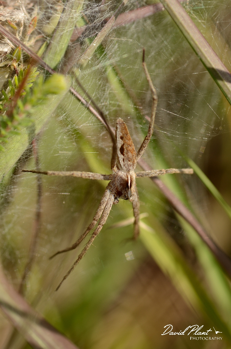 David Plant Photography - Wildlife Photography - Pisaura mirabilis - A.jpg - Pisaura mirabilis - Dorset