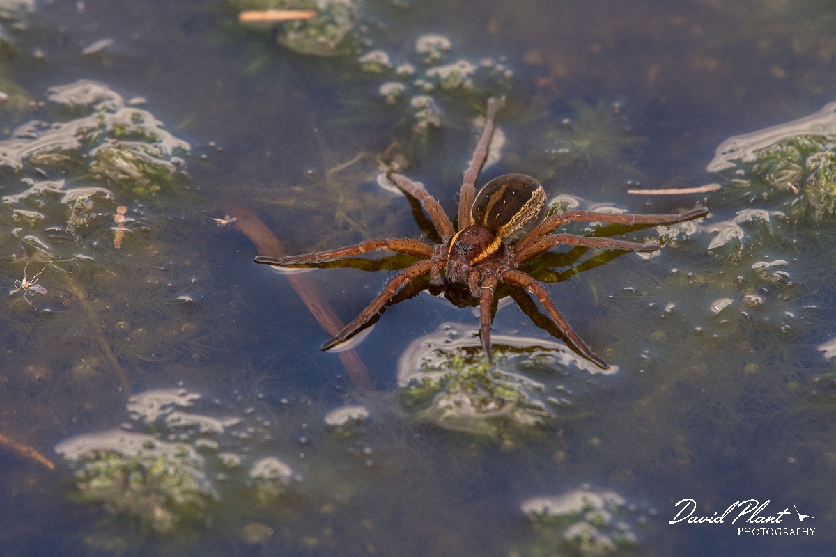 David Plant Photography - Wildlife Photography - Raft spider, Dolomedes fimbriatus - A.jpg - Raft spider, Dolomedes fimbriatus - Shropshire