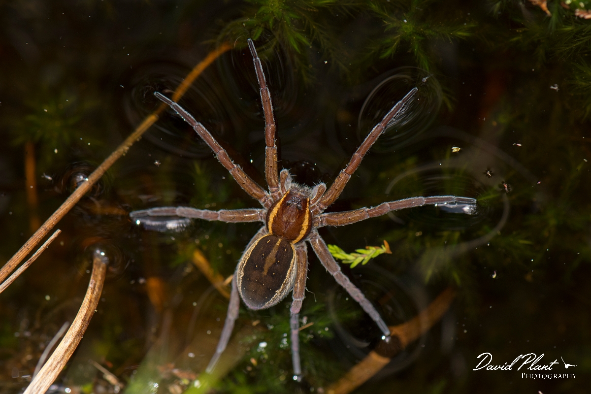 David Plant Photography - Wildlife Photography - Raft spider, Dolomedes fimbriatus - C.jpg - Raft spider, Dolomedes fimbriatus - Shropshire
